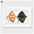 1-23_Ichtyologie-ou-Histoire-naturelle_picture