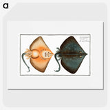 1-23_Ichtyologie-ou-Histoire-naturelle_picture
