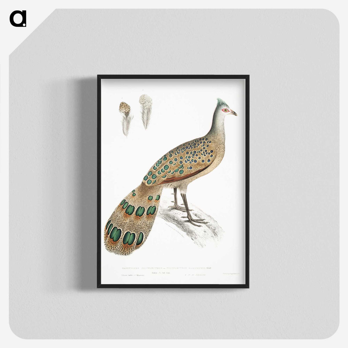 1-23_Indian-Zoology_blk-crop