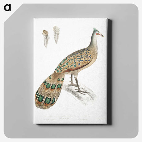 1-23_Indian-Zoology_canvas