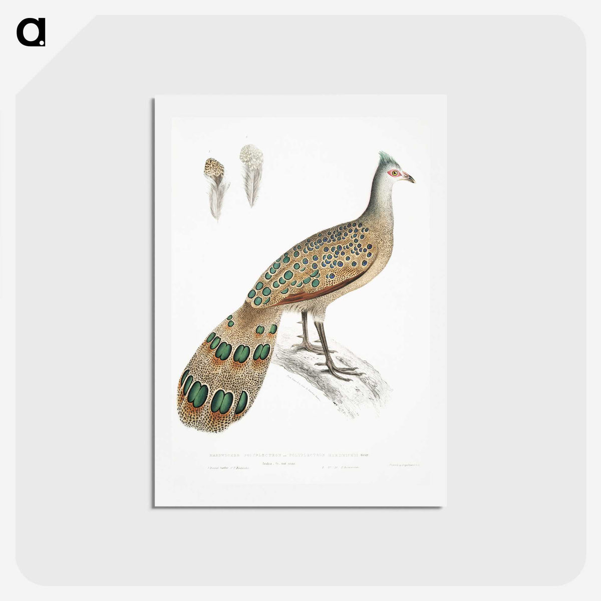 1-23_Indian-Zoology_hagaki