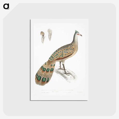 1-23_Indian-Zoology_hagaki