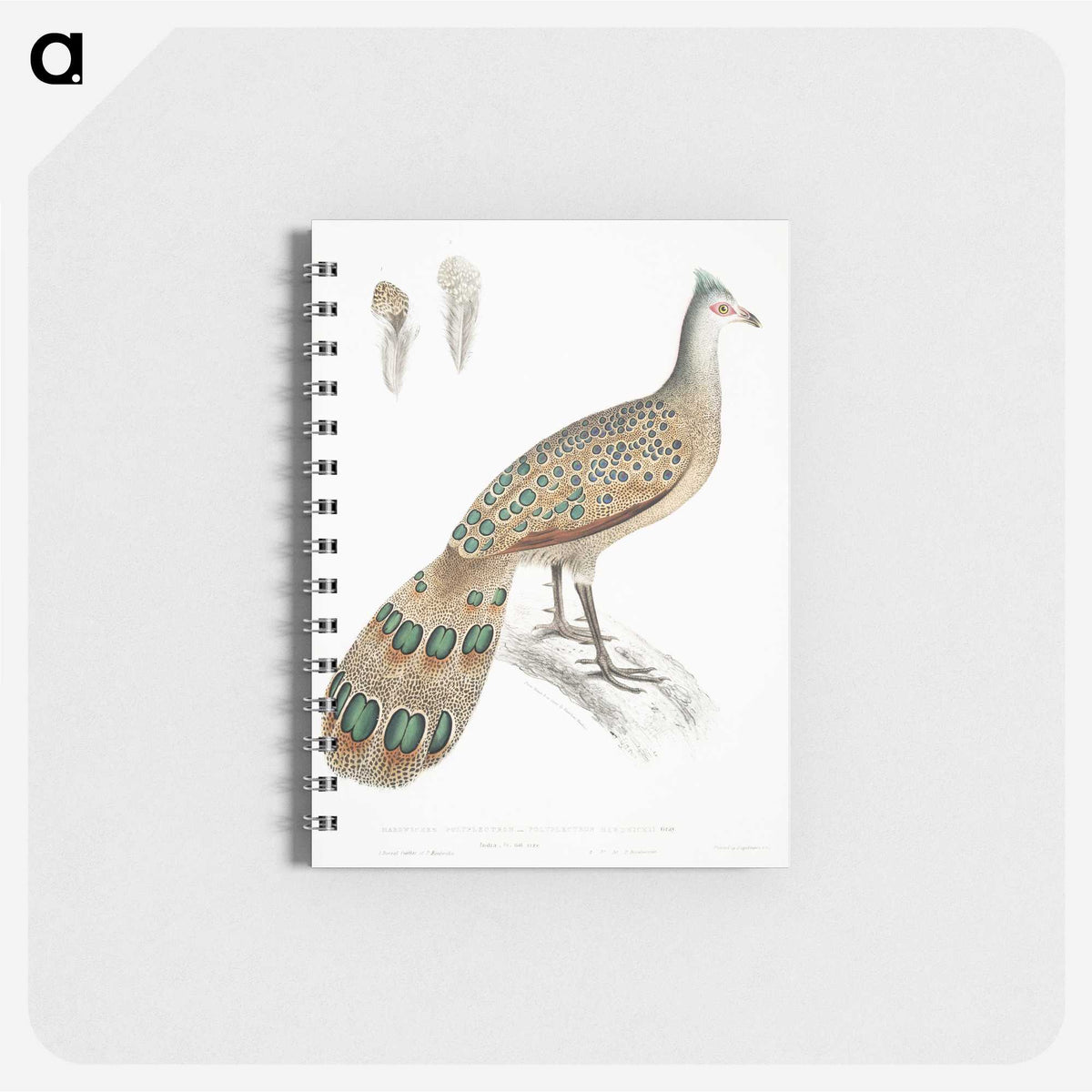 1-23_Indian-Zoology_memo