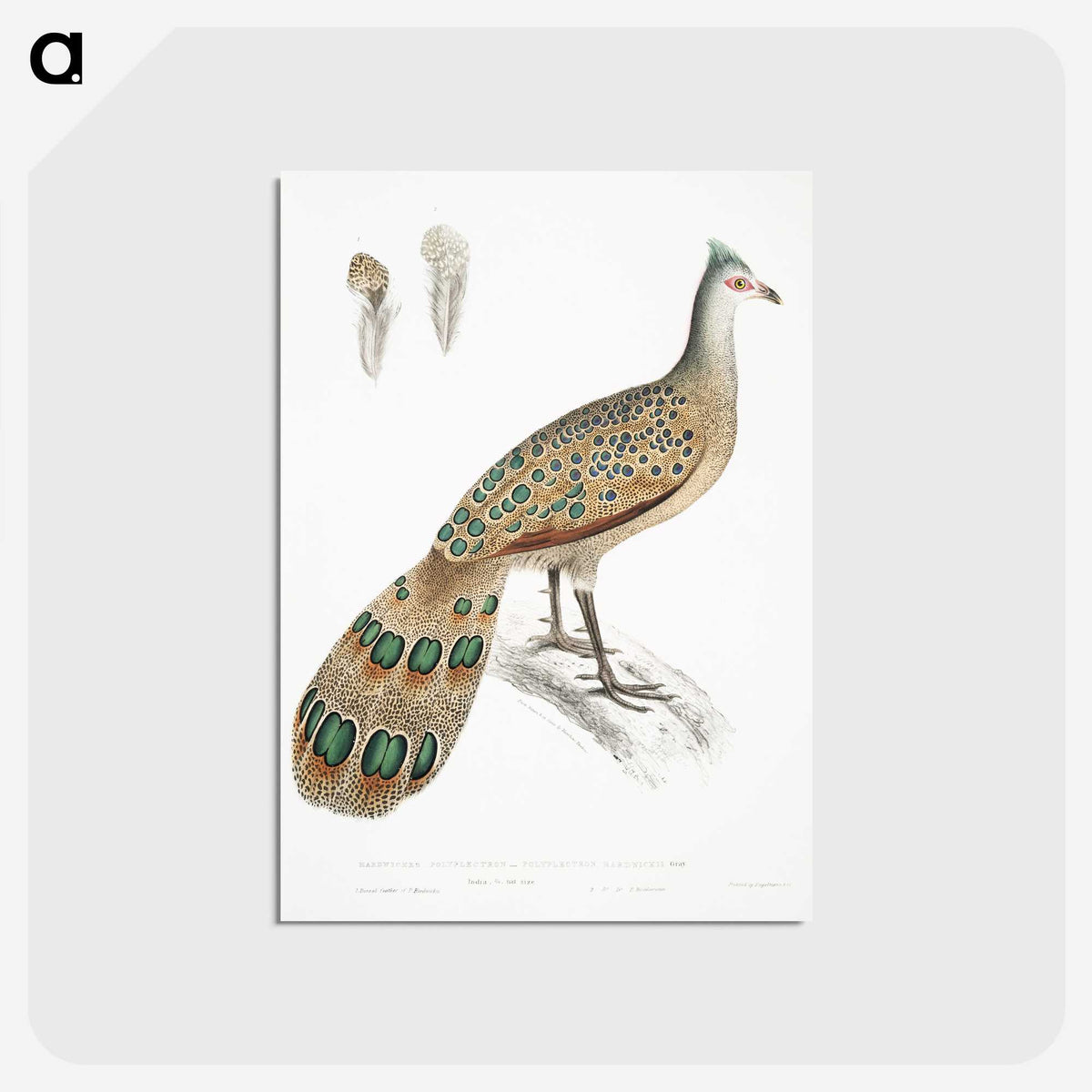1-23_Indian-Zoology_postcard