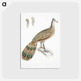1-23_Indian-Zoology_postcard
