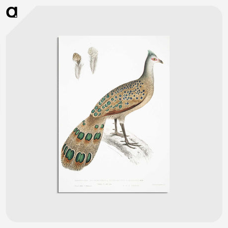1-23_Indian-Zoology_postcard