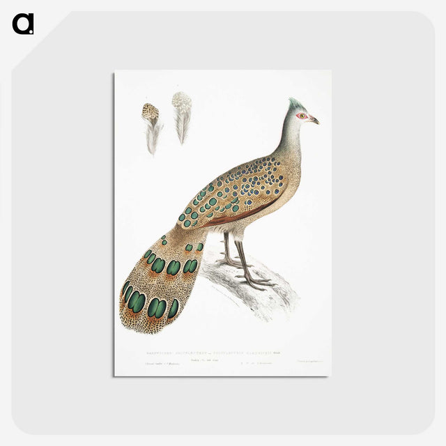 1-23_Indian-Zoology_postcard