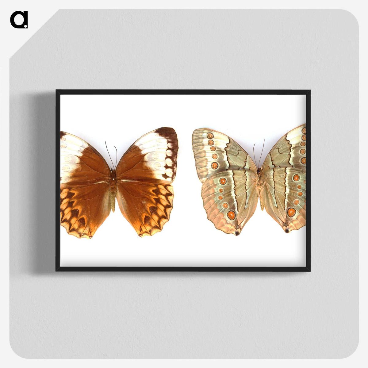 1-23_Insects-Unlocked-Project_blk-crop
