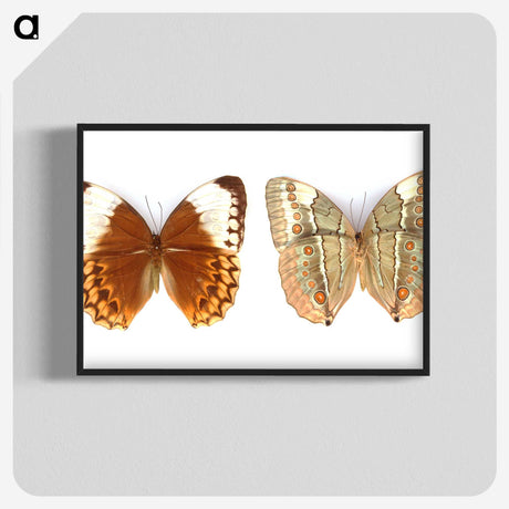 1-23_Insects-Unlocked-Project_blk-crop