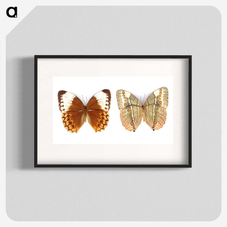 1-23_Insects-Unlocked-Project_blk