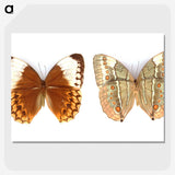1-23_Insects-Unlocked-Project_picture-crop