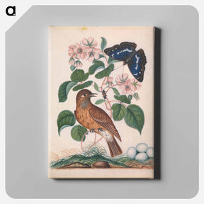 アートパネル-Anna Blackburne's Natural History Cabinet
 - ジェームズ ボルトン Canvas.