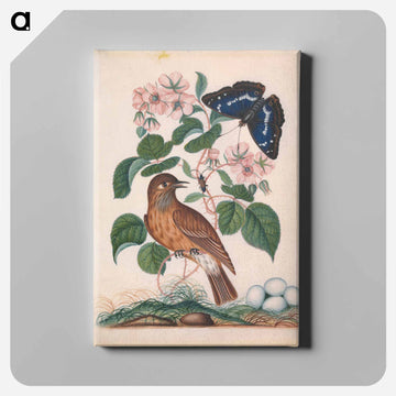 Anna Blackburne's Natural History Cabinet
 - ジェームズ ボルトン Canvas.