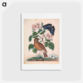 アートポストカード-Anna Blackburne's Natural History Cabinet
 - ジェームズ ボルトン Postcard.