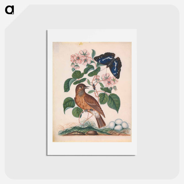 アートポストカード-Anna Blackburne's Natural History Cabinet
 - ジェームズ ボルトン Postcard.
