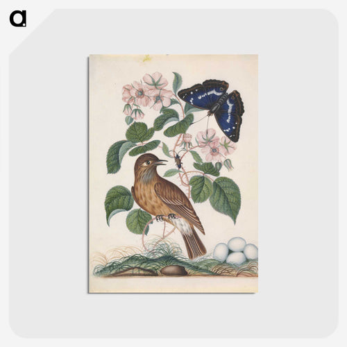 Anna Blackburne's Natural History Cabinet
 - ジェームズ ボルトン Postcard.