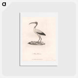 アートポストカード-Abou Hannes
 - ジェームス ヒース Postcard.