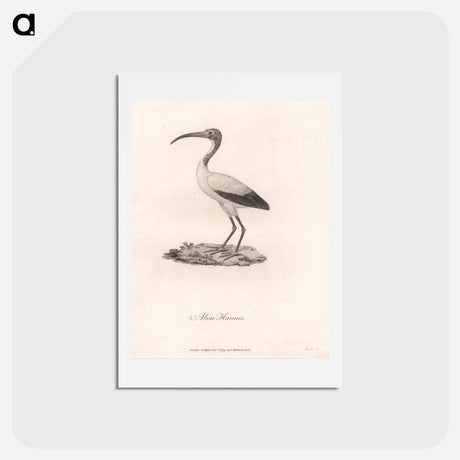 アートポストカード-Abou Hannes
 - ジェームス ヒース Postcard.