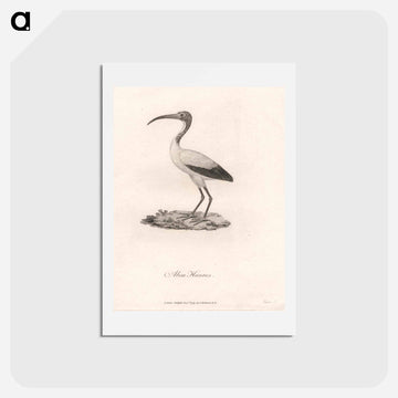 Abou Hannes
 - ジェームス ヒース Postcard.