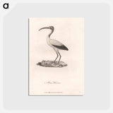 アートポストカード-Abou Hannes
 - ジェームス ヒース Postcard.
