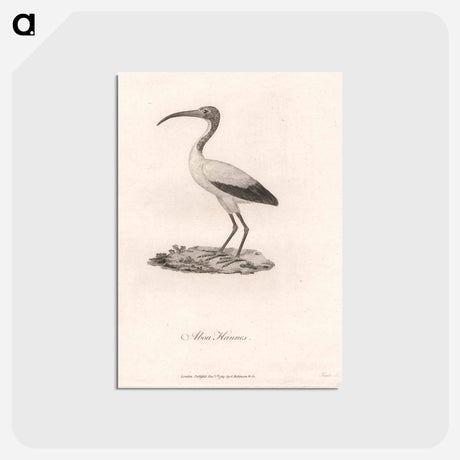 アートポストカード-Abou Hannes
 - ジェームス ヒース Postcard.