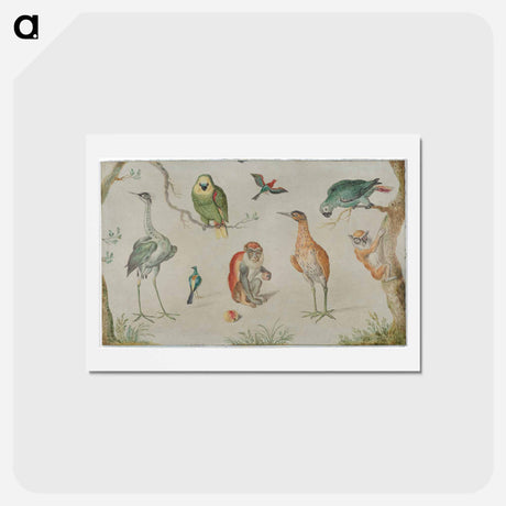 アートポストカード-Study of Birds and Monkeys
 - ヤン ファン ケッセル Postcard.