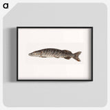 Pike-fish - Jean Bernard Poster.