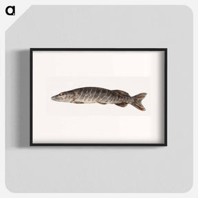 アートポスター-Pike-fish - ジャン ベルナール Poster.