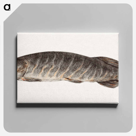 アートパネル-Pike-fish - ジャン ベルナール Canvas.