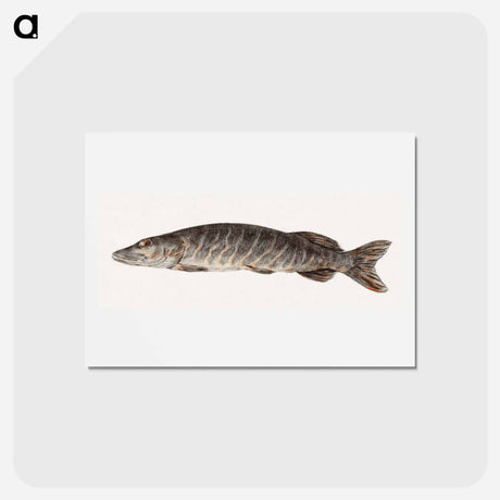 アートポストカード-Pike-fish - ジャン ベルナール Postcard.
