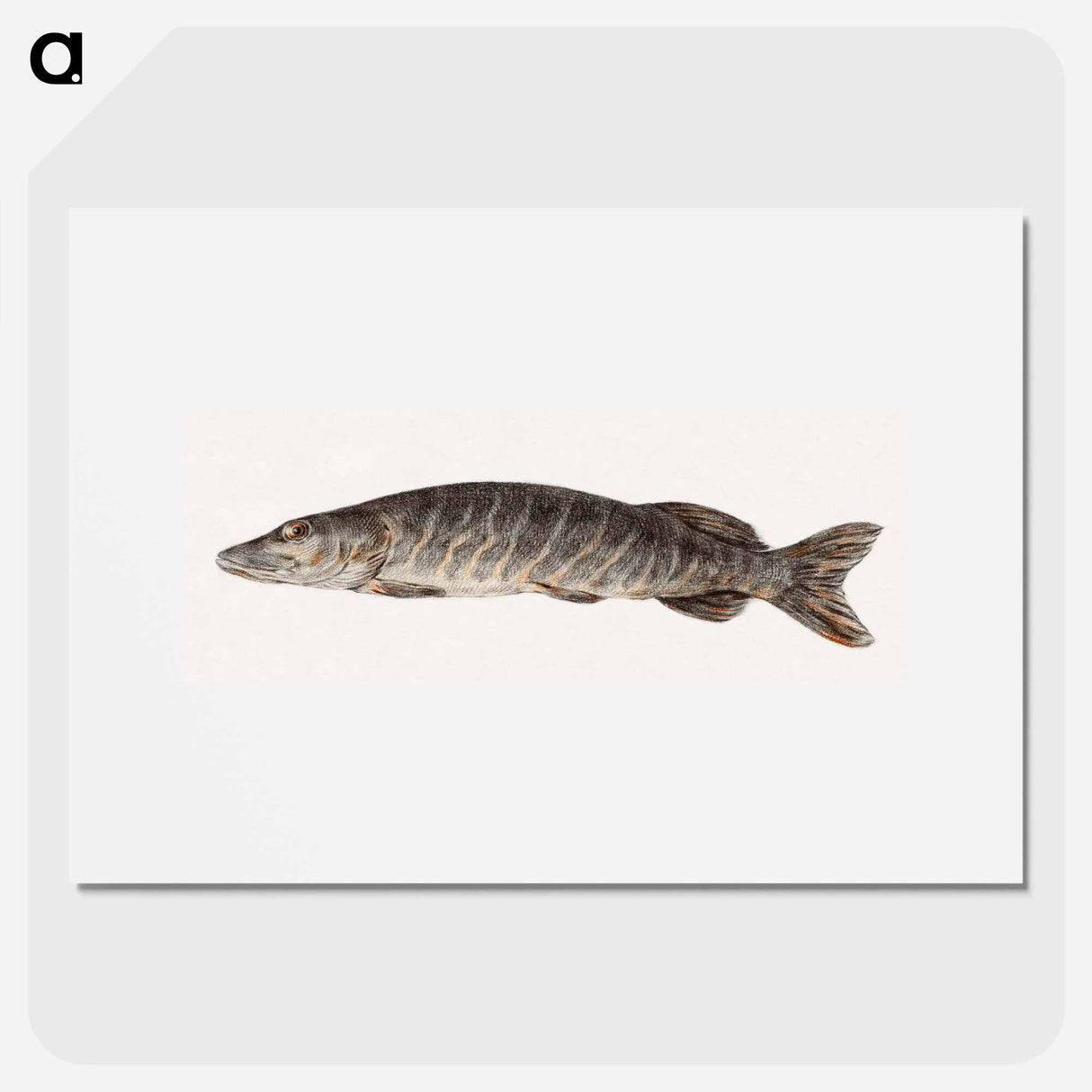 Pike-fish - Jean Bernard Poster.