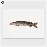 Pike-fish - Jean Bernard Poster.