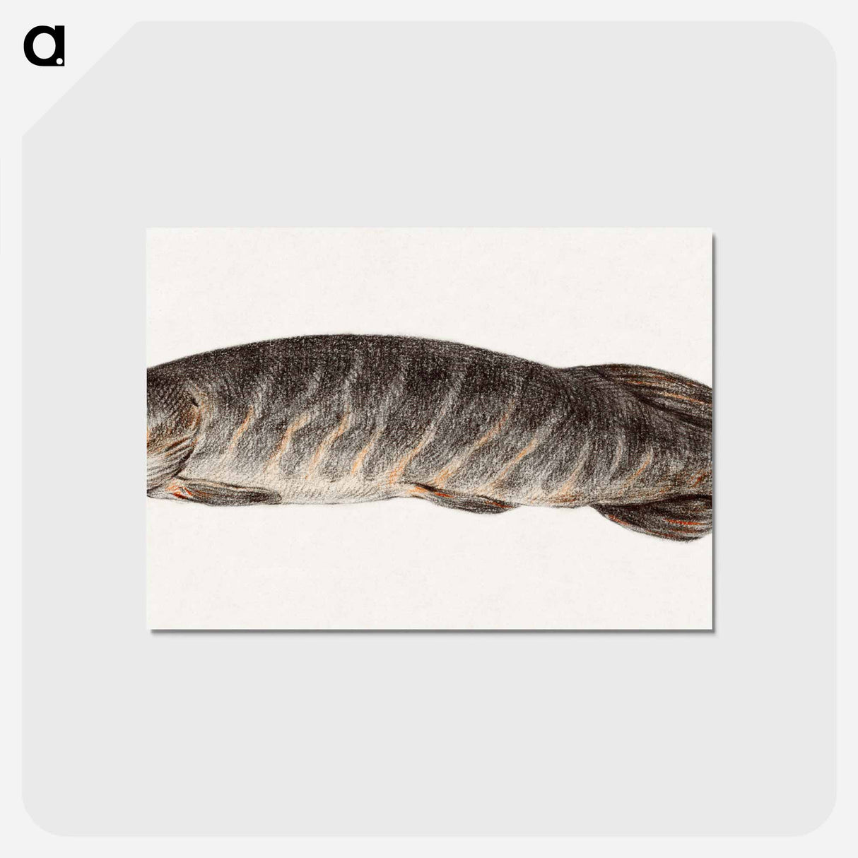 アートポストカード-Pike-fish - ジャン ベルナール Postcard.