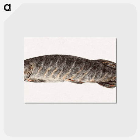 アートポストカード-Pike-fish - ジャン ベルナール Postcard.