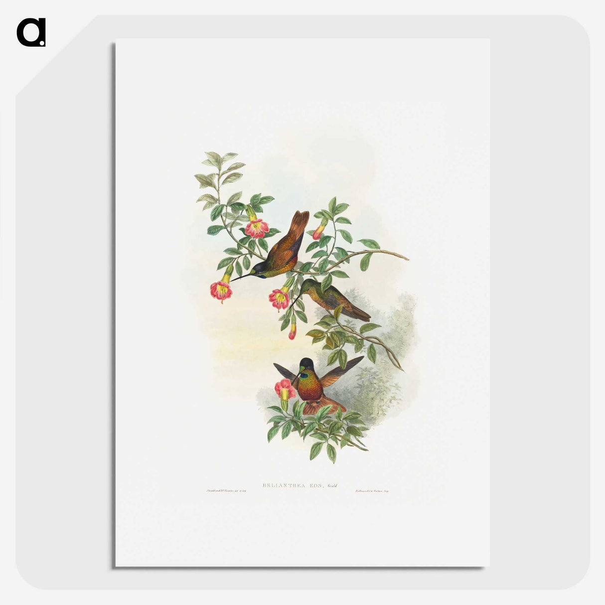 1-23_John-Gould_picture