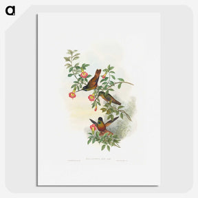 1-23_John-Gould_picture