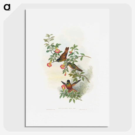 1-23_John-Gould_picture