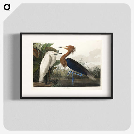 1-23_John-James-Audubon_blk