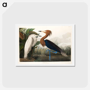 アートポストカード-Purple Heron
 - ジョン ジェームス オーデュボン Postcard.