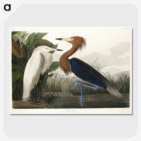 1-23_John-James-Audubon_picture-crop