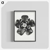 1-23_Karl-Blossfeldt_blk-crop