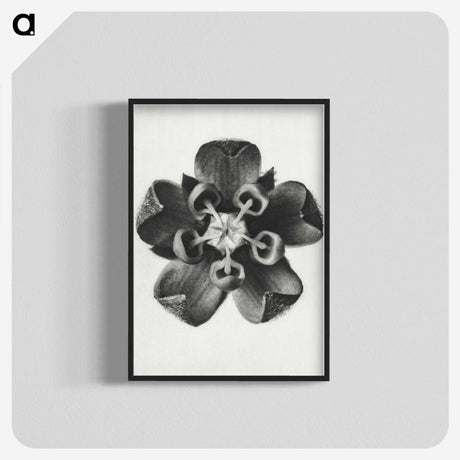 1-23_Karl-Blossfeldt_blk-crop