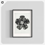 1-23_Karl-Blossfeldt_blk