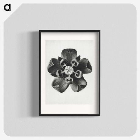 1-23_Karl-Blossfeldt_blk