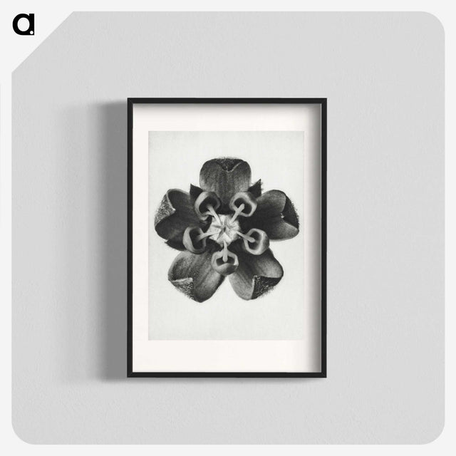 1-23_Karl-Blossfeldt_blk