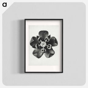 アートポスター-Asclepias Syriaca - カール ブロスフェルト Poster.