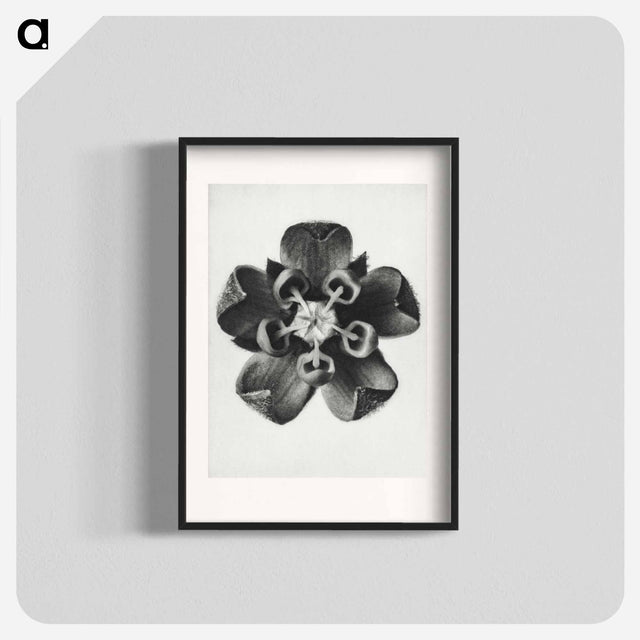 アートポスター-Asclepias Syriaca - カール ブロスフェルト Poster.