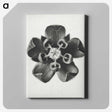 1-23_Karl-Blossfeldt_canvas