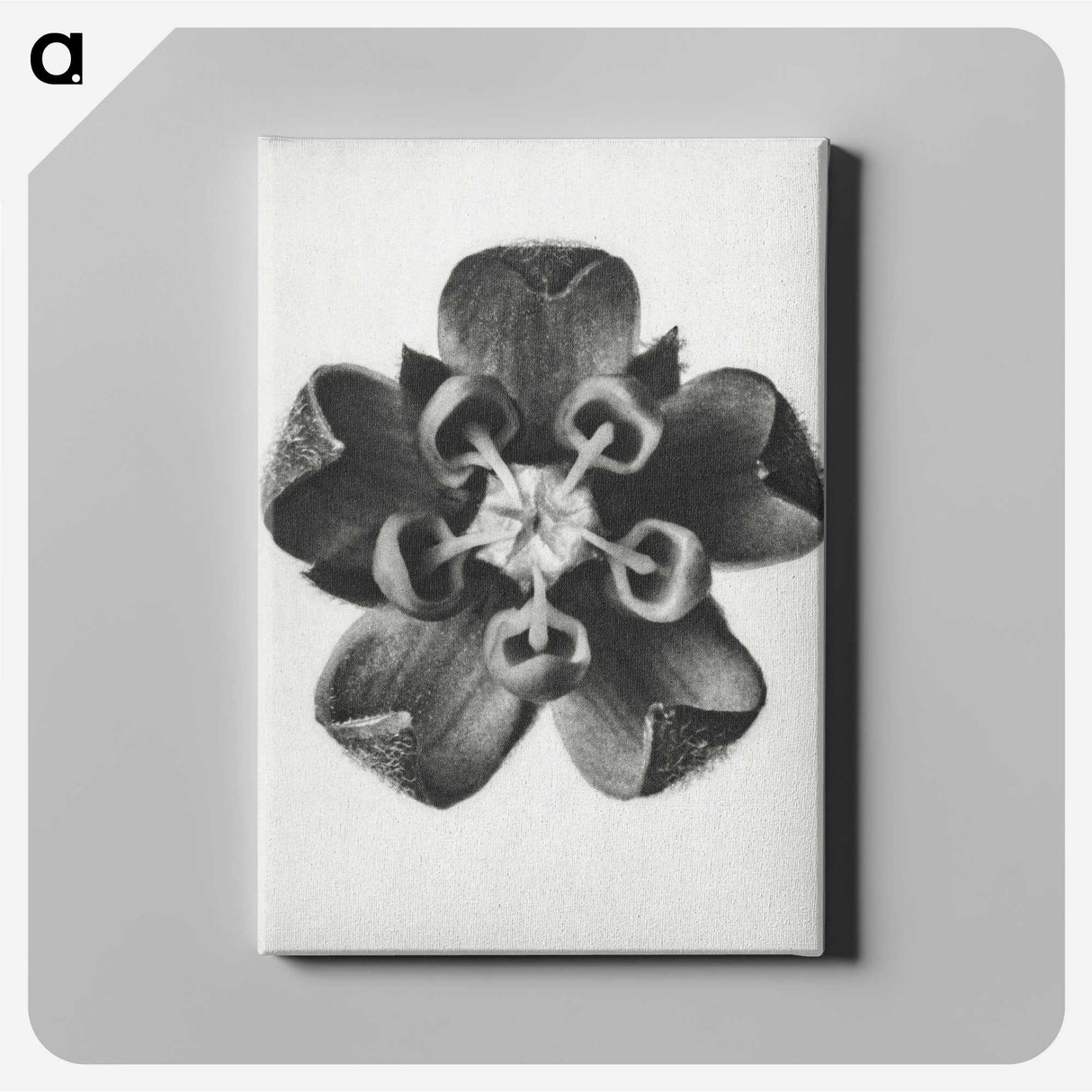1-23_Karl-Blossfeldt_canvas