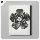 1-23_Karl-Blossfeldt_canvas